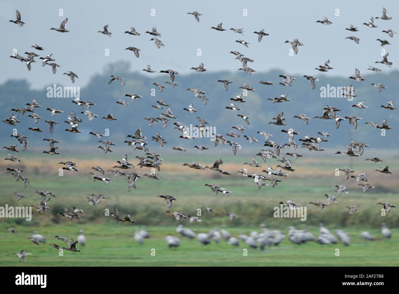 Anatre selvatiche, principalmente germani reali e wigeons, miscelati con alcuni dei codoni, Gregge di anatre selvatiche in volo su una palude con gru, dynamic shot, offuscata, Foto Stock