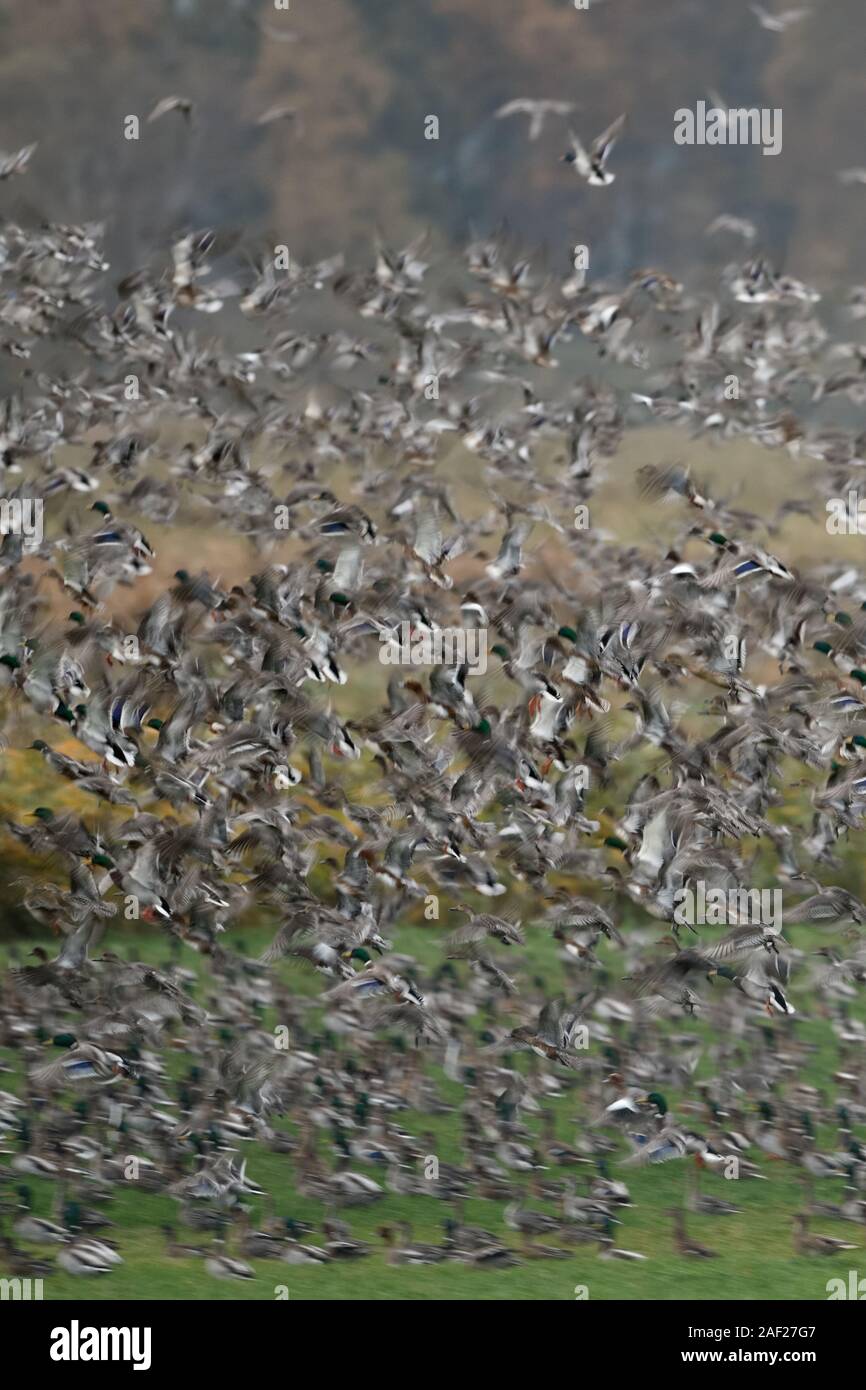 Anatre selvatiche, principalmente germani reali e wigeons, miscelati con alcuni dei codoni, densa gregge di anatre selvatiche di decollare da marchland, dynamic shot, offuscata, wild Foto Stock