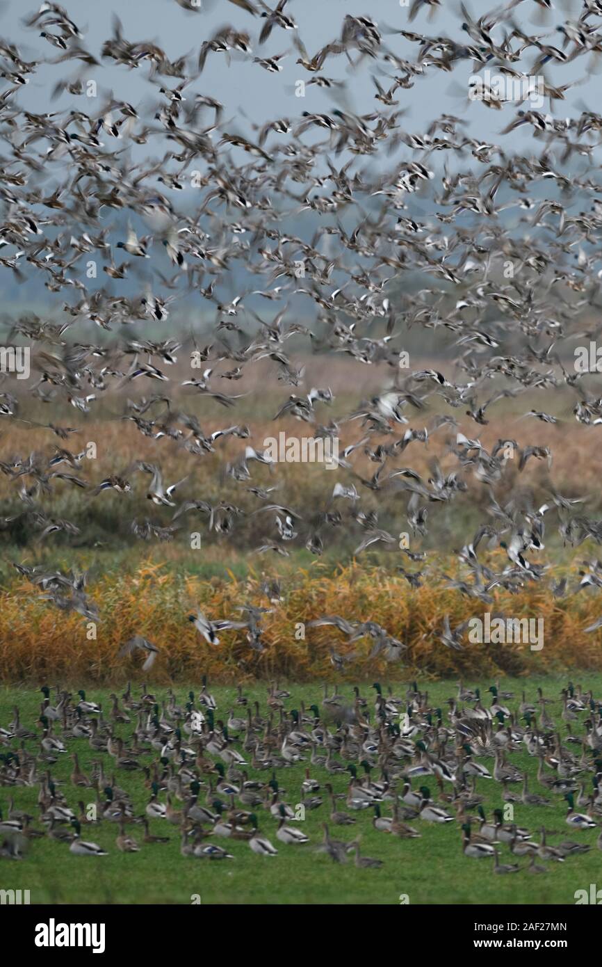 Anatre selvatiche, principalmente germani reali ( Mareca penelope ) e wigeons miscelati con alcuni dei codoni, densa gregge di anatre selvatiche di decollare, sollevamento nel caos, wildl Foto Stock