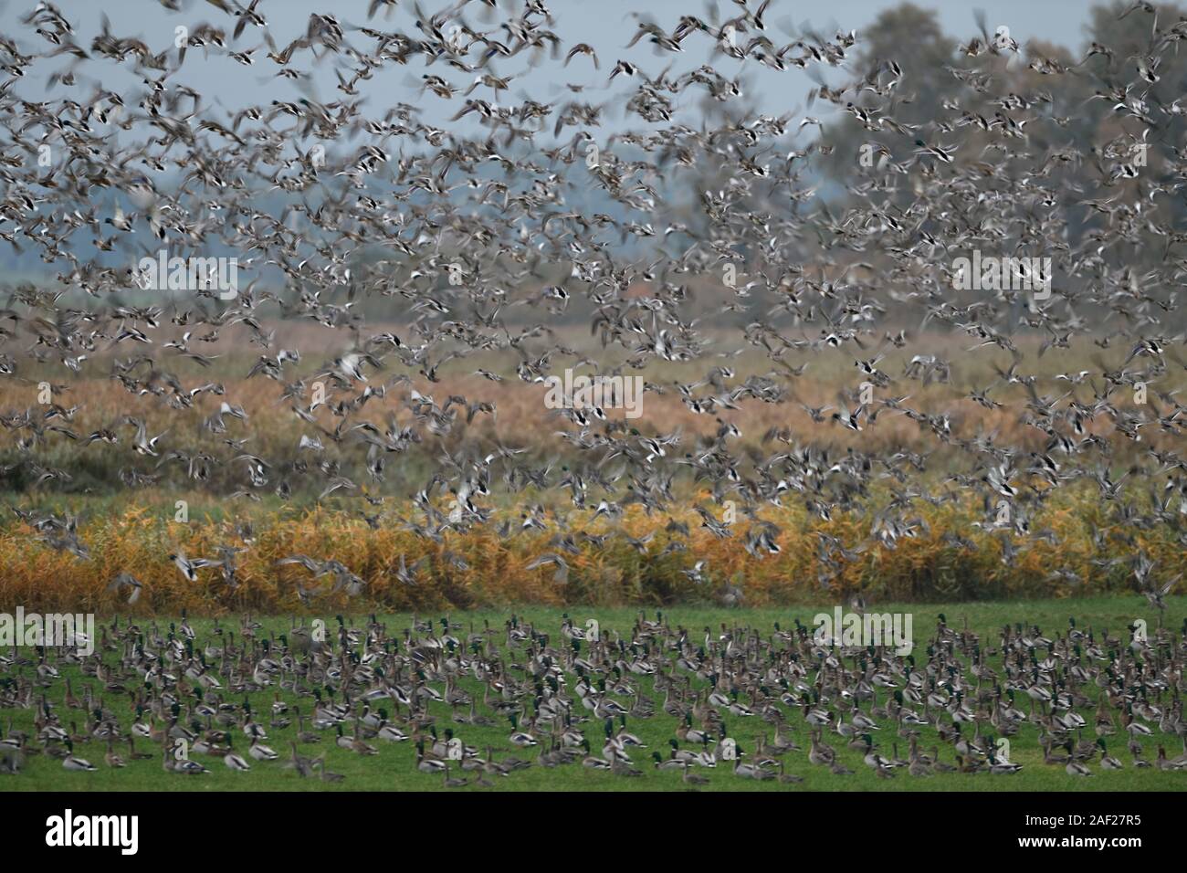 Anatre selvatiche, principalmente germani reali ( Mareca penelope ) e wigeons miscelati con alcuni dei codoni, densa gregge di anatre selvatiche di decollare, sollevamento nel caos, wildl Foto Stock