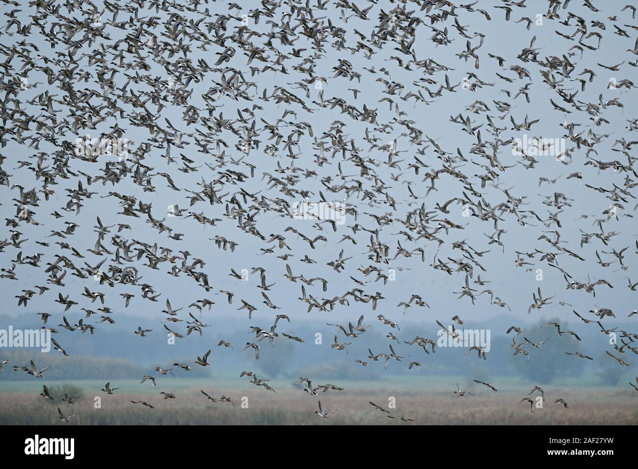 Gregge densa di anatre selvatiche, immenso gregge di decollare, sollevamento off, avviamento, volare lontano dalla palude, azione dinamica shot, fauna selvatica, l'Europa. Foto Stock