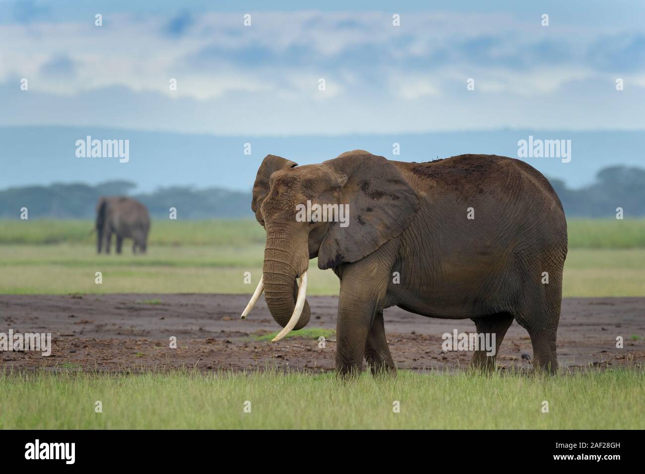 Elefante africano (Loxodonta africana) permanente sulla savana, Amboseli National Park in Kenya. Foto Stock
