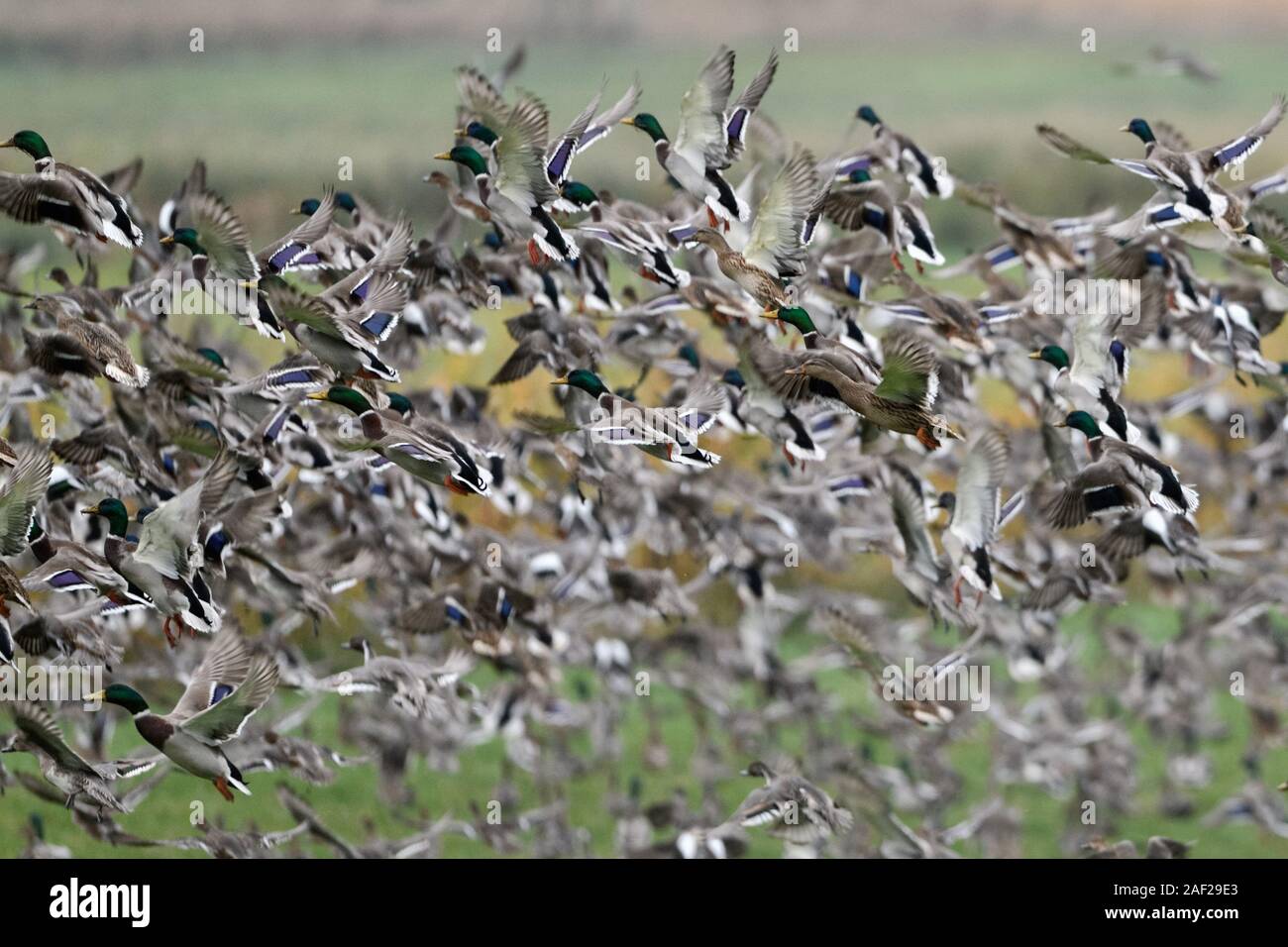 Anatre selvatiche, principalmente germani reali, miscelati con alcuni wigeons e dei codoni, densa gregge di anatre selvatiche sollevare da marchland, dynamic shot, offuscata, Wil Foto Stock