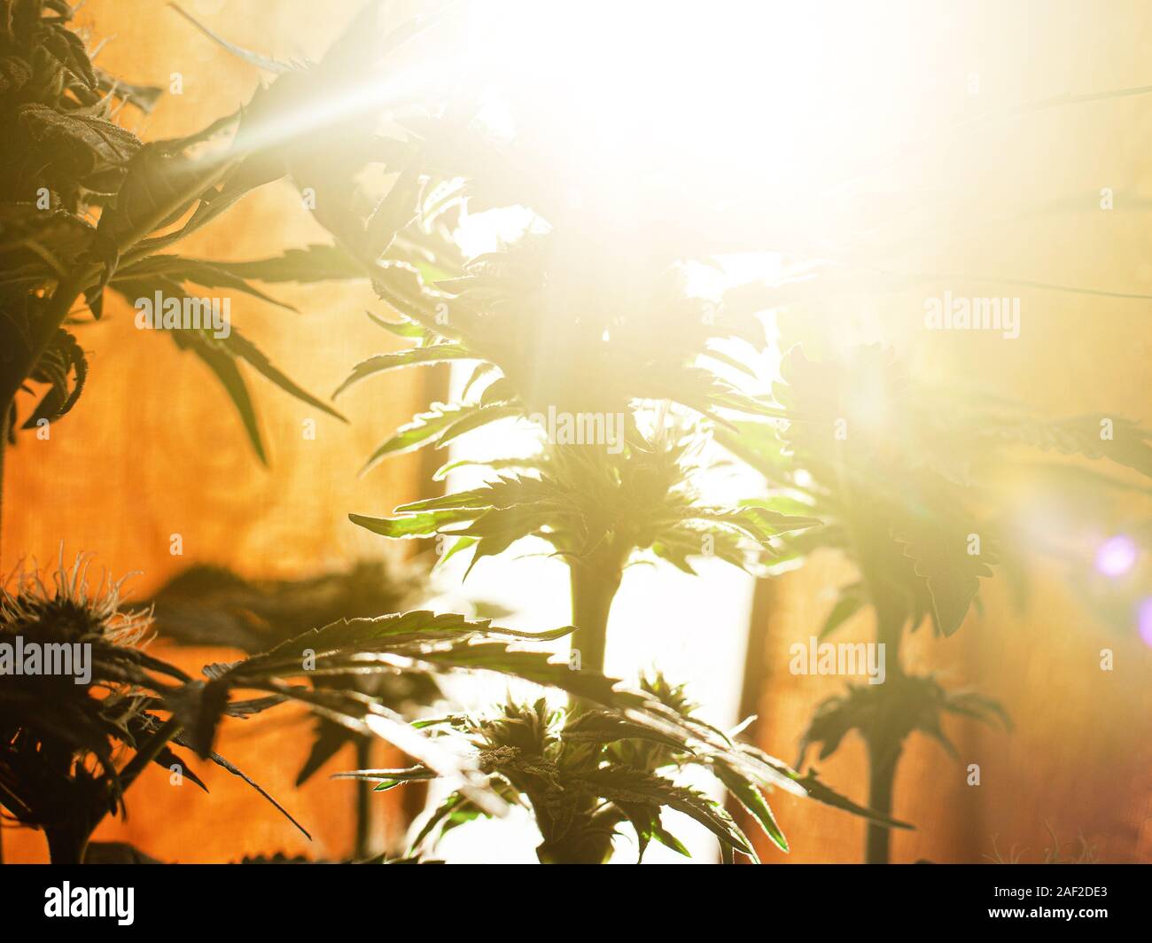 Fioritura delle piante di marijuana medica con zucchero rigonfie gemme crogiolarsi al sole dalla finestra. Foto Stock