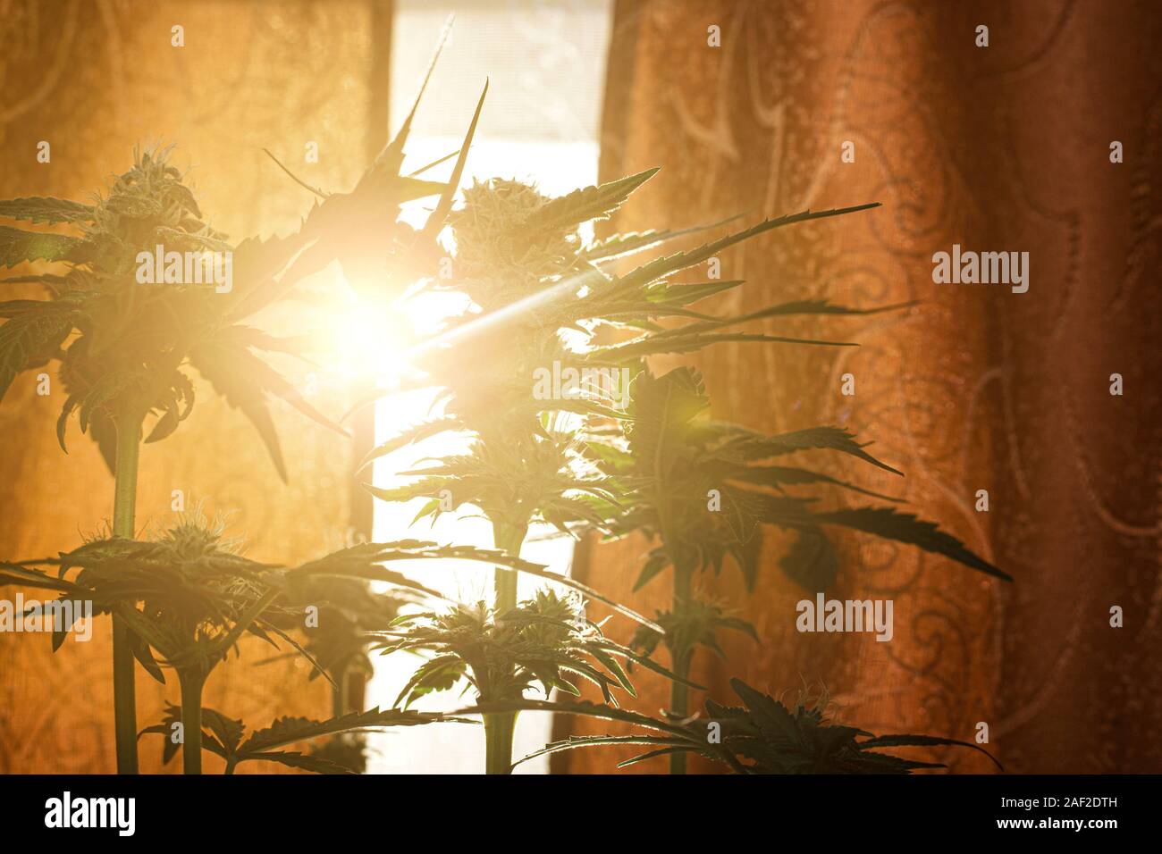 Blooming boccioli di cannabis crogiolatevi al sole, concetto medico di marijuana in raggi di luce calda. Foto Stock