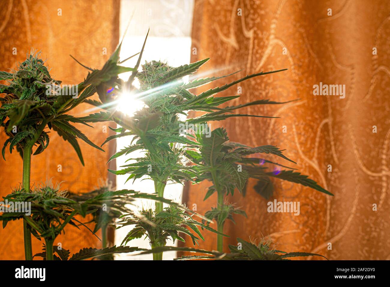 Fioritura delle piante di marijuana medica con zucchero rigonfie gemme crogiolarsi al sole dalla finestra. Foto Stock