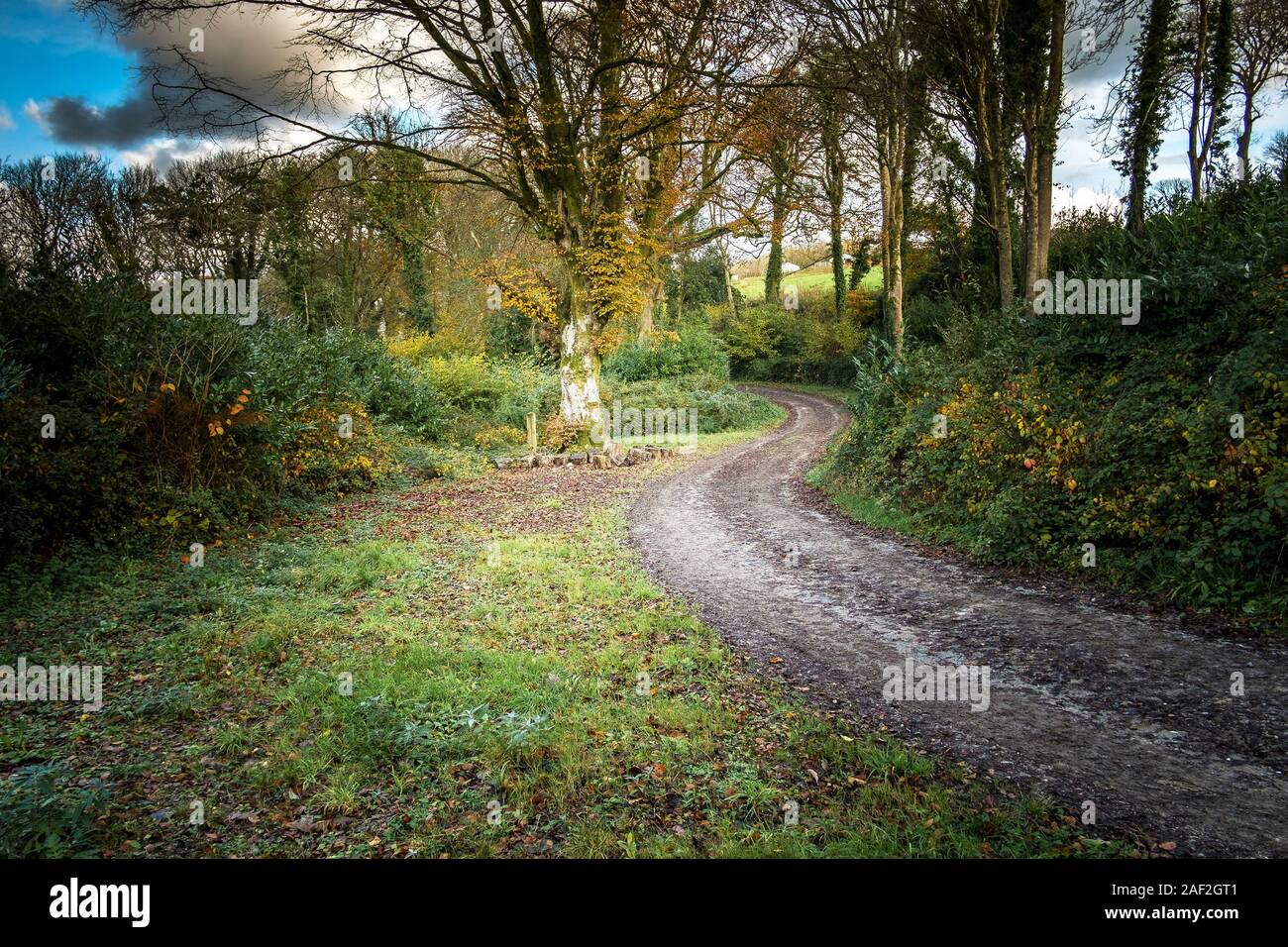 Un serpeggiante percorso fangoso in Colan boschi, i motivi ricoperta della storica Abete Hill Manor in Parrocchia Colan in Newquay in Cornovaglia. Foto Stock