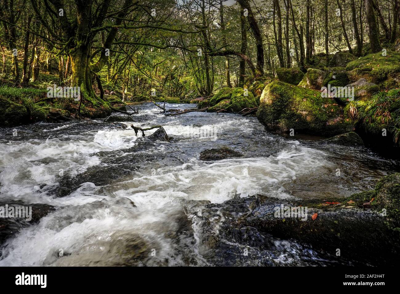 Il fiume Fowey fluente attraverso l'antico bosco di querce di legno Draynes in Cornovaglia. Foto Stock