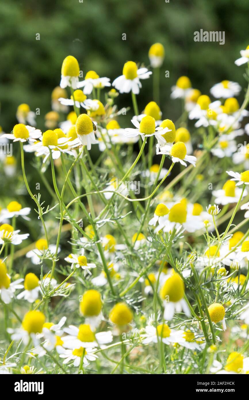 Bianco daisy incolte di campo dei fiori con copia spazio, luogo per il testo Foto Stock