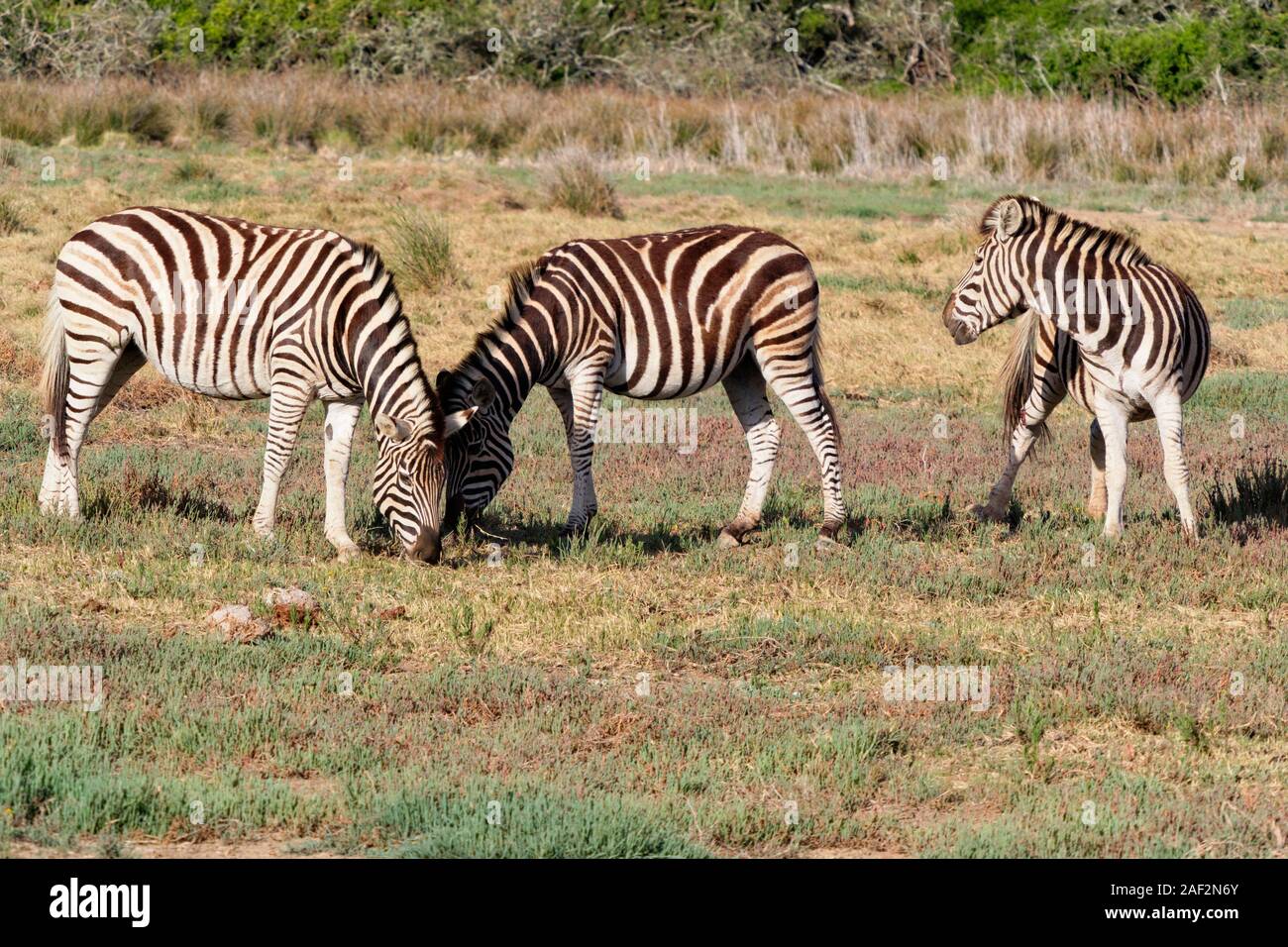 Gruppo di tre Birchell's Zebra pascolare nel sole del tardo pomeriggio nella Western Cape, Sud Africa Foto Stock