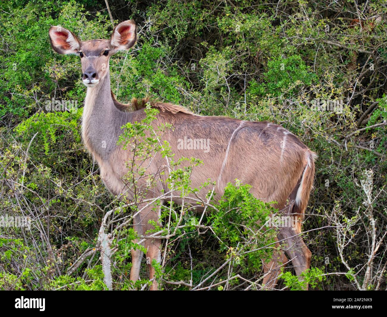 Close up di un Kudu antilope avviso permanente tra le boccole. Foto Stock
