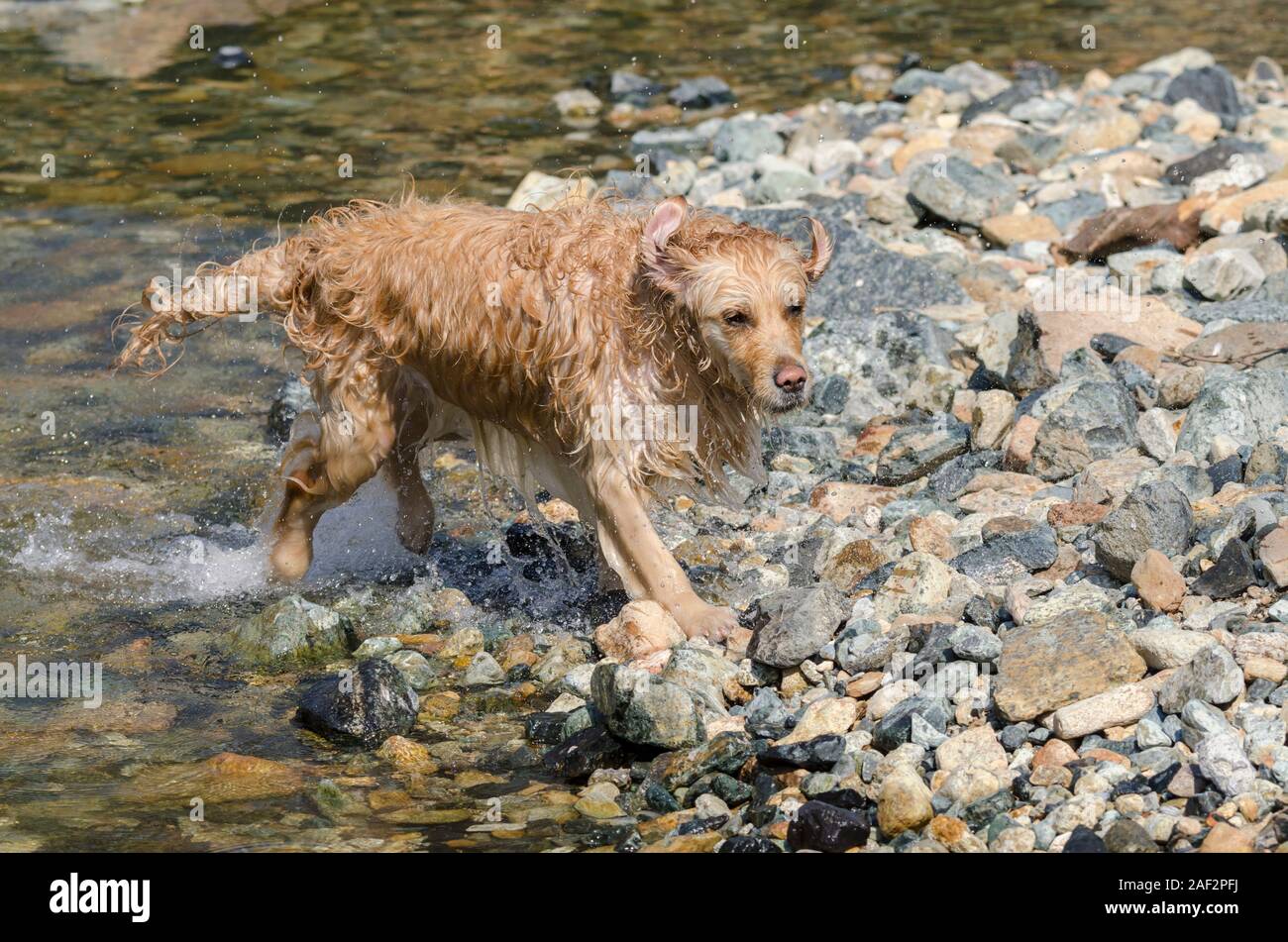 Il colore del miele golden retriever che nuota, corre e si svolge in un ...