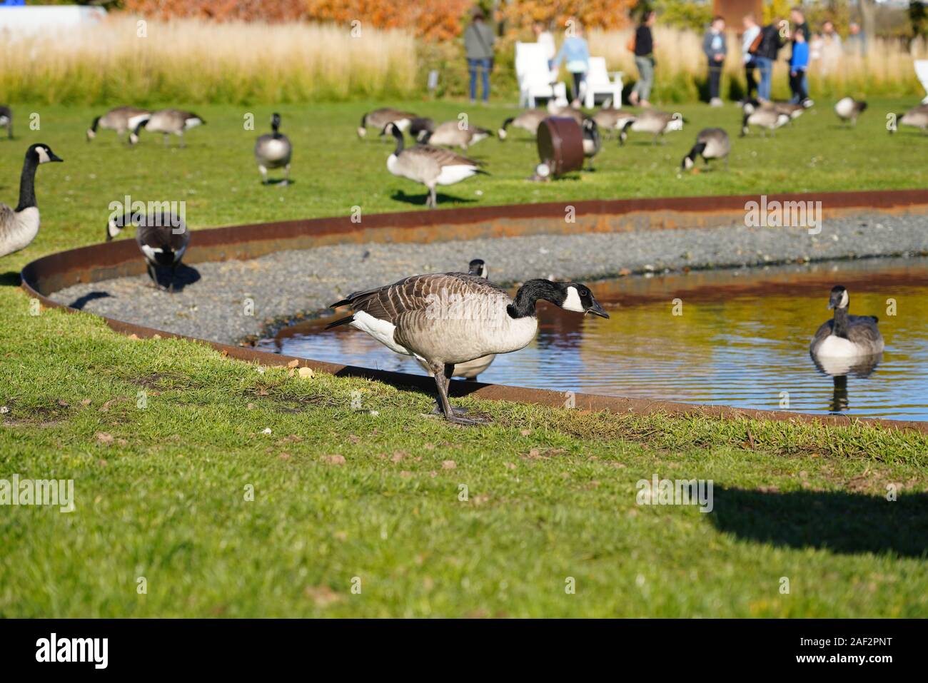 Il Spoonbridge e ciliegia al Minneapolis Sculpture Garden. Si tratta di uno dei più grande scultura urbana giardini nel paese. Foto Stock