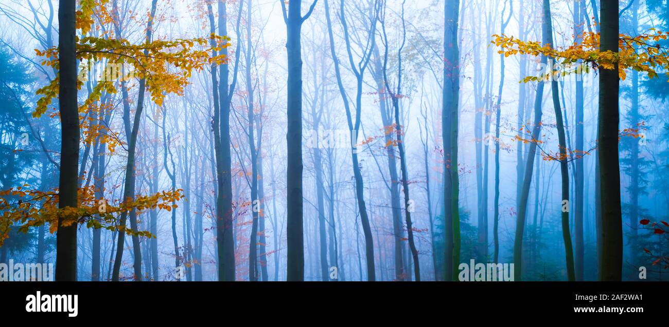 Panorama paesaggio della foresta di autunno nella nebbia con tronco di albero con foglie di colore arancione. Magica bellezza. Sullo sfondo della natura Foto Stock