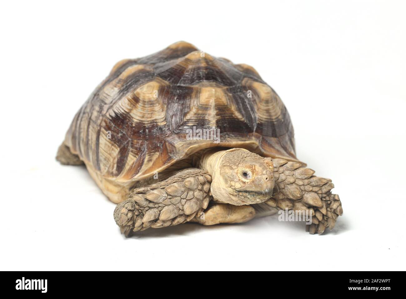 African spronato tartaruga anche sapere come Sperone africana coscia - Tartaruga Geochelone sulcata isolati su sfondo bianco Foto Stock