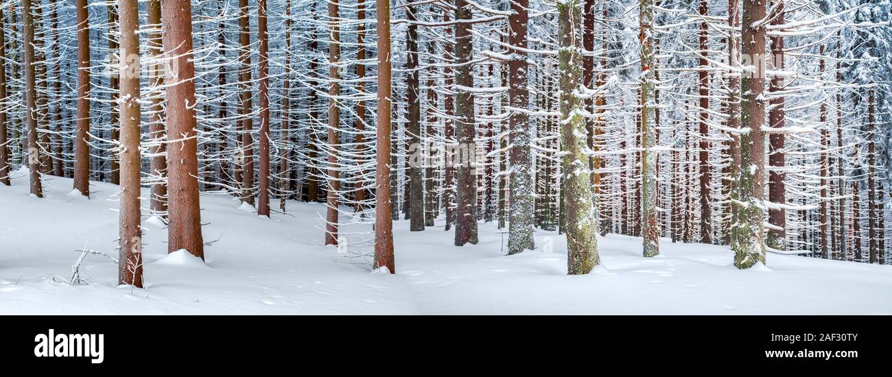 Panorama del paesaggio invernale della foresta di abeti innevati e abeti secolari. Struttura congelati nella stagione invernale. Sullo sfondo della natura Foto Stock