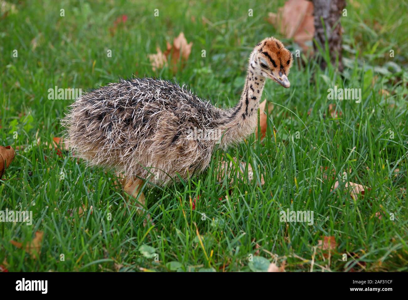 Ritratto di poco un africano pulcino di struzzo all azienda di struzzi. Molto carino il pollo di struzzo di 5 giorni a piedi in erba verde e il campo allo zoo. Foto Stock