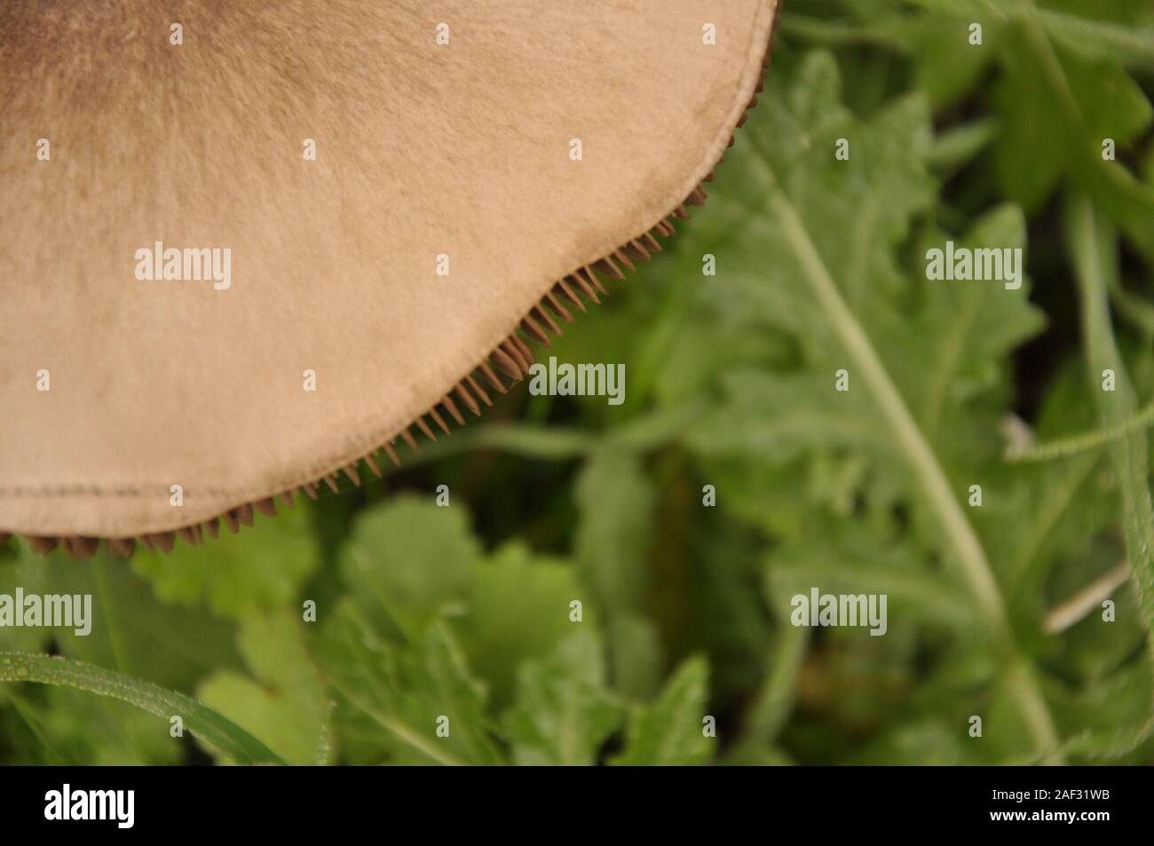 Close up fungo nella natura macro di volvariella gloiocephala volvariella speciosa. Foto Stock