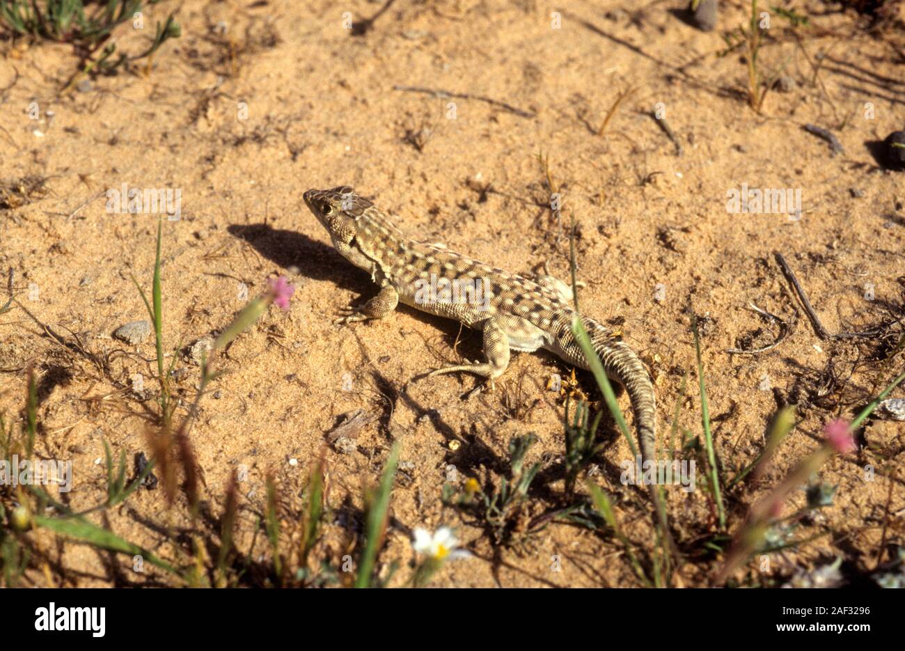 Be'er Sheva fringe-dita lizard (Acanthodactylus beershebensis) è una specie di lucertola nella famiglia Lacertidae. Si tratta di un membro della subfamil Foto Stock
