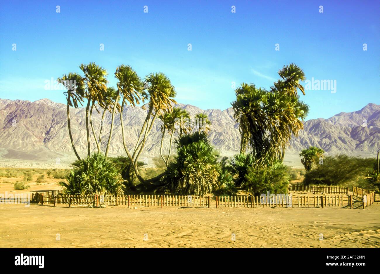 Hyphaene thebaica, con nomi comuni doum palm e gingerbread tree, è un tipo di palma con ovali commestibili di frutta. È nativo della valle del Nilo Foto Stock