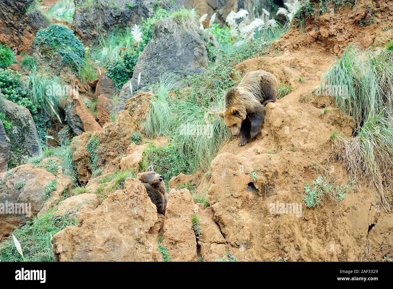 Due esemplari di orso bruno in una collina. Cabarceno Natura Park Cantabria, Spagna. Foto Stock