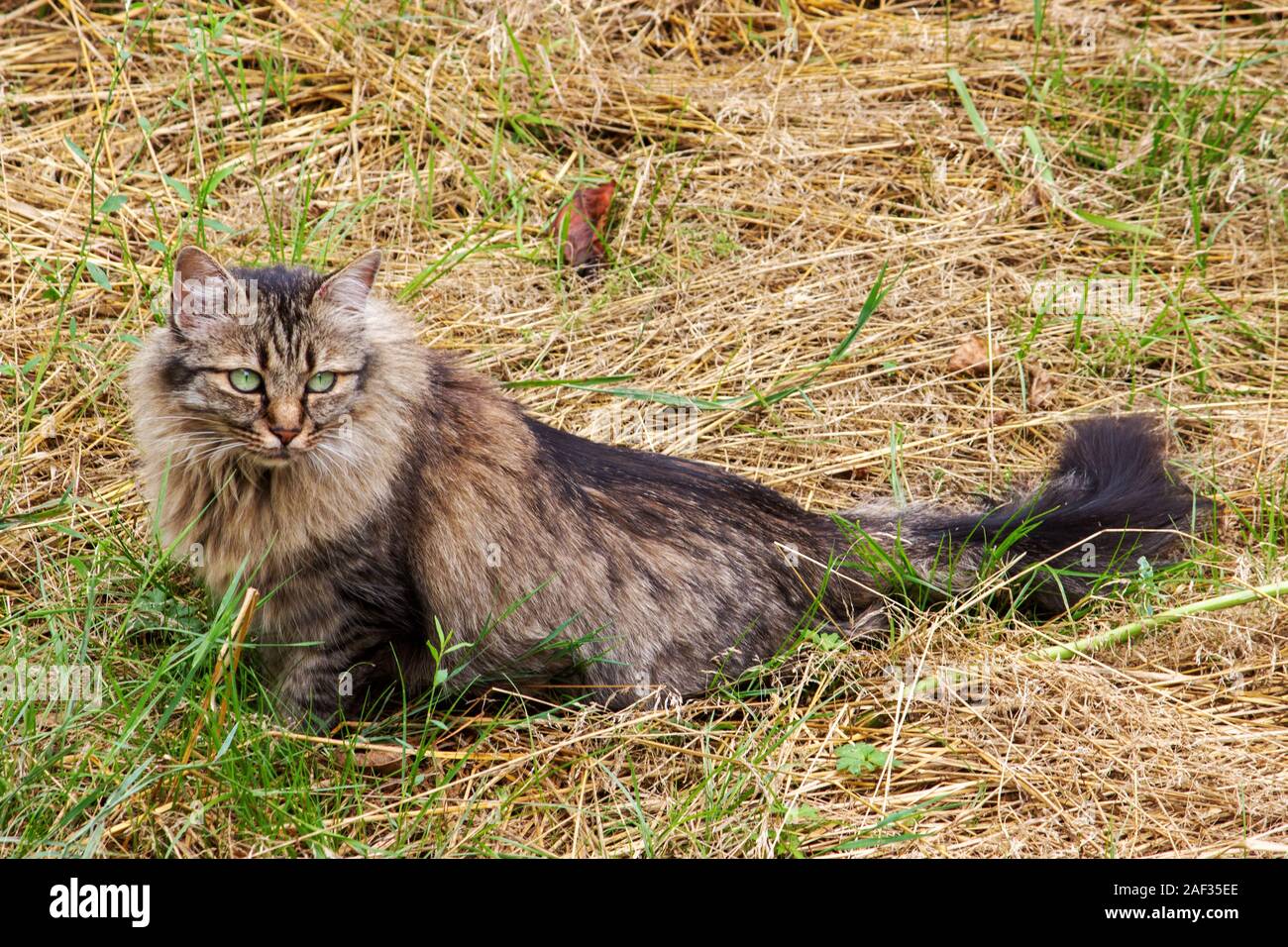 Il tedesco longhair cat si siede in un prato e osserva l'ambiente con i suoi grandi occhi verdi Foto Stock