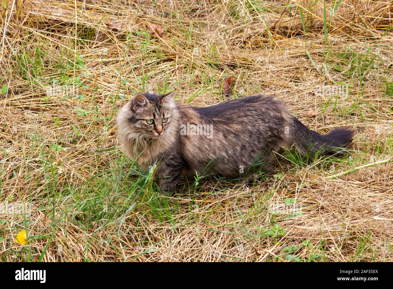 Il tedesco longhair cat, chiamato anche il tedesco capelli lunghi, sul prowl Foto Stock