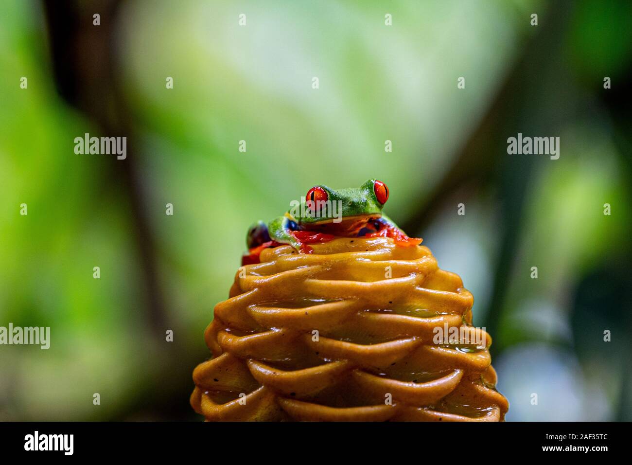 Red-eyed Treefrog (Agalychnis callidryas) in Costa Rica foresta pluviale. su un alveare di fiore di zenzero (Zingiber Spectabile) Foto Stock