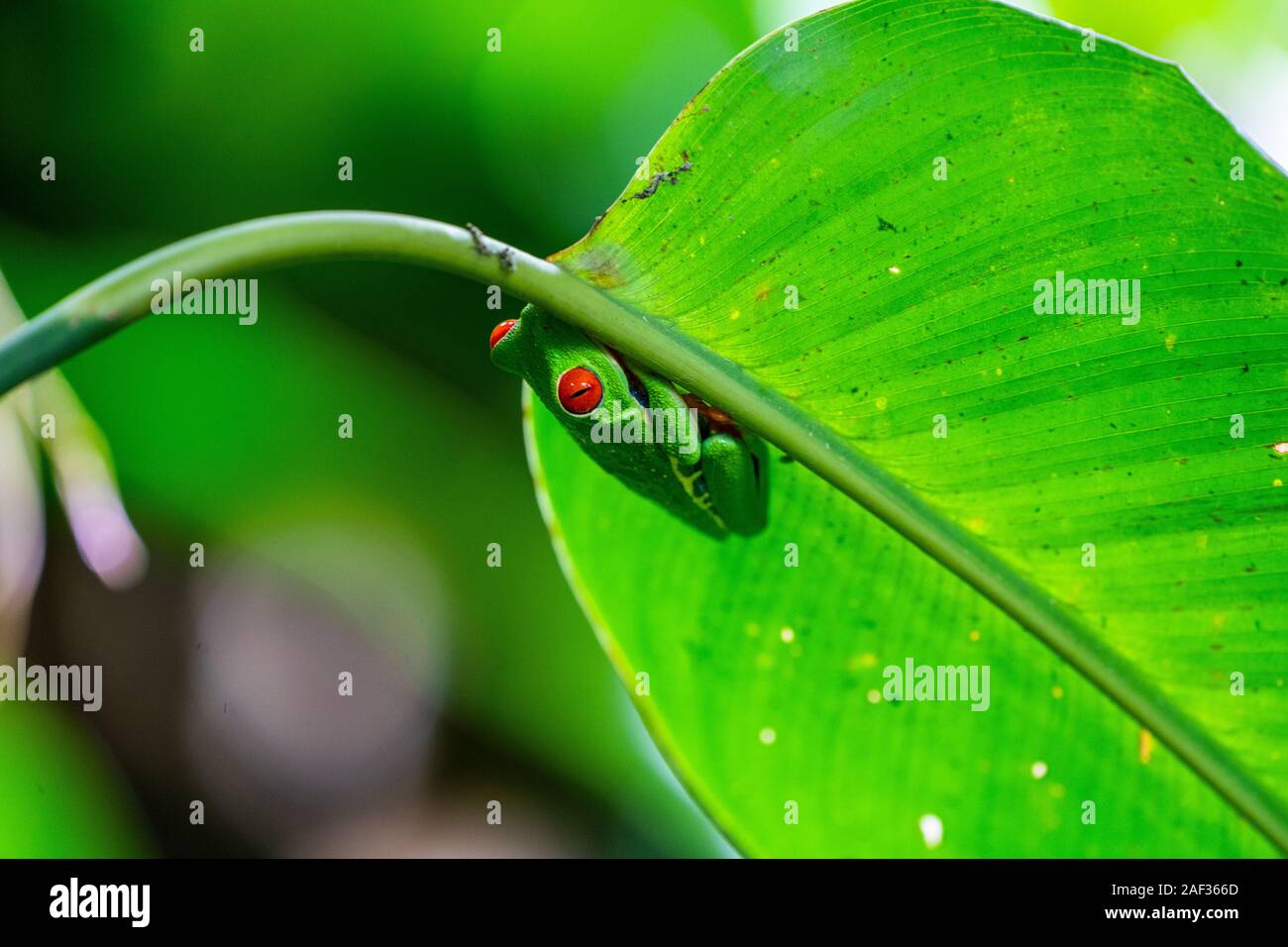 Red-eyed Treefrog (Agalychnis callidryas) in Costa Rica la foresta pluviale. Questa rana si trova nelle foreste pluviali tropicali dell'America centrale, dove vive Foto Stock