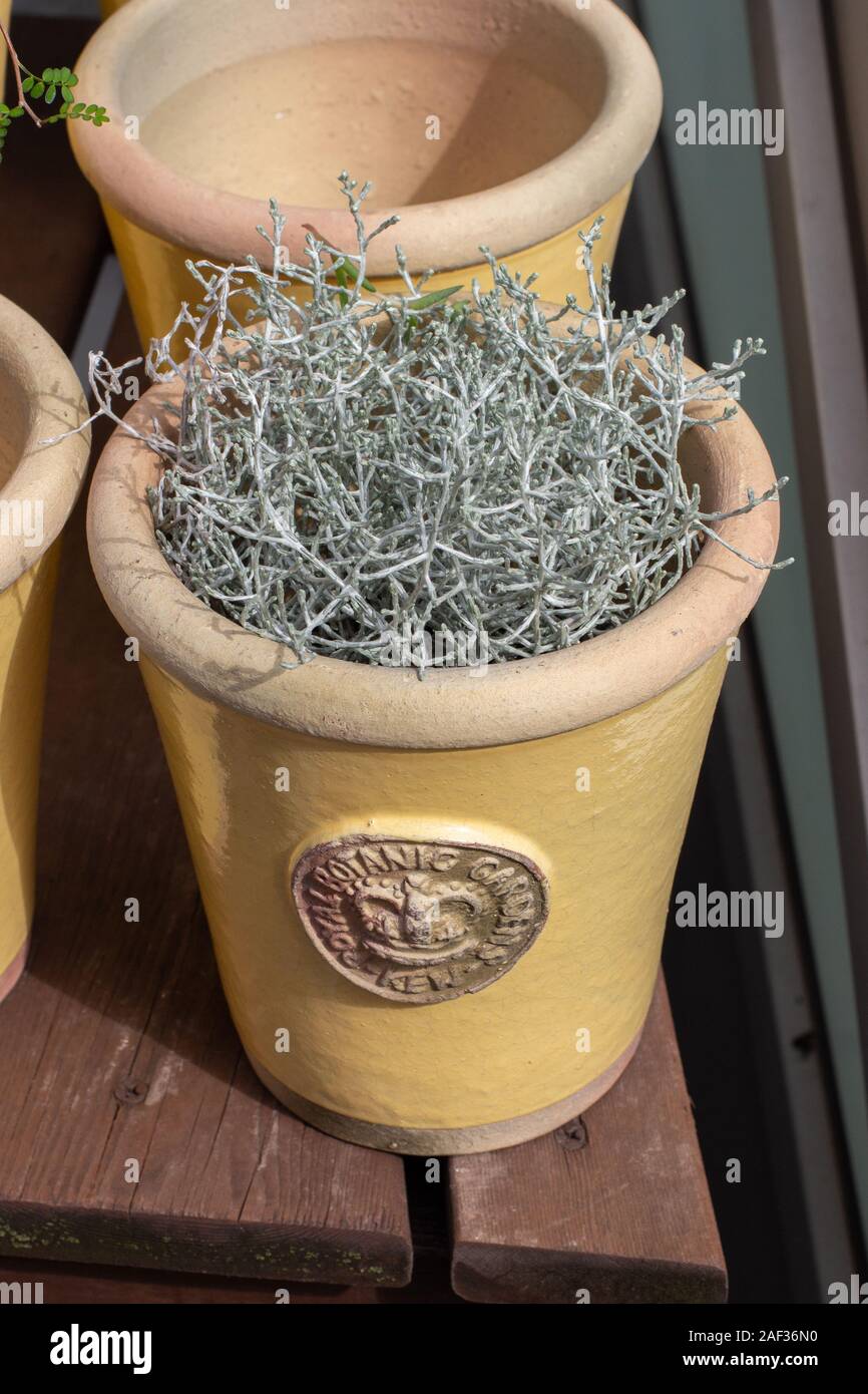 Mosca, Russia - Agosto 18, 2019: Argento Nugget fresca naturale impianto di argento in un beige vaso di fiori di close-up. Bellissima pianta di erba Calocephalus Leucophy Foto Stock