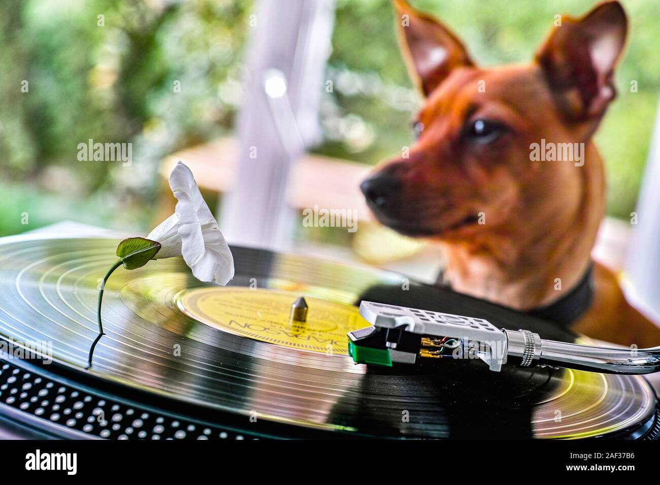 Concetto di un simpatico cane nei pressi di una piattaforma girevole con disco in vinile e fiore bianco Foto Stock Concetto di un simpatico cane nei pressi di una piattaforma girevole con disco in vinile e fiore bianco Foto Stock