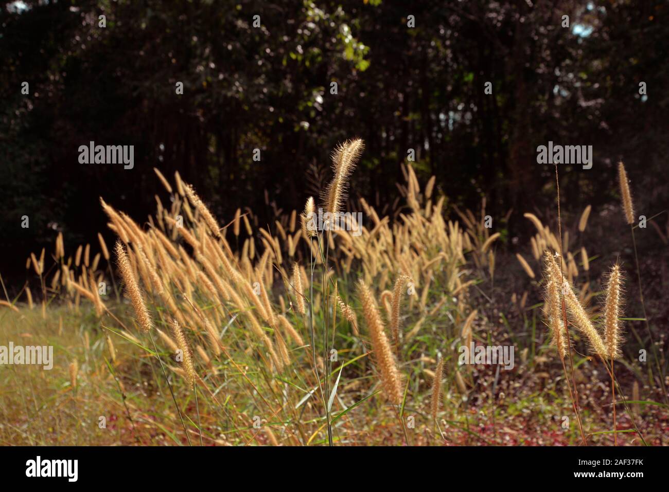 Erba lunga in una foresta, Korat altopiano. Foto Stock