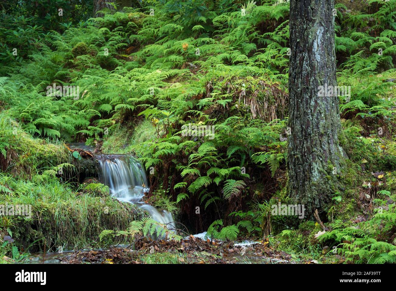Bosco autunnale scena con acqua corrente e le felci a Glengarra boschi, Cahir, Tipperary, Irlanda Foto Stock