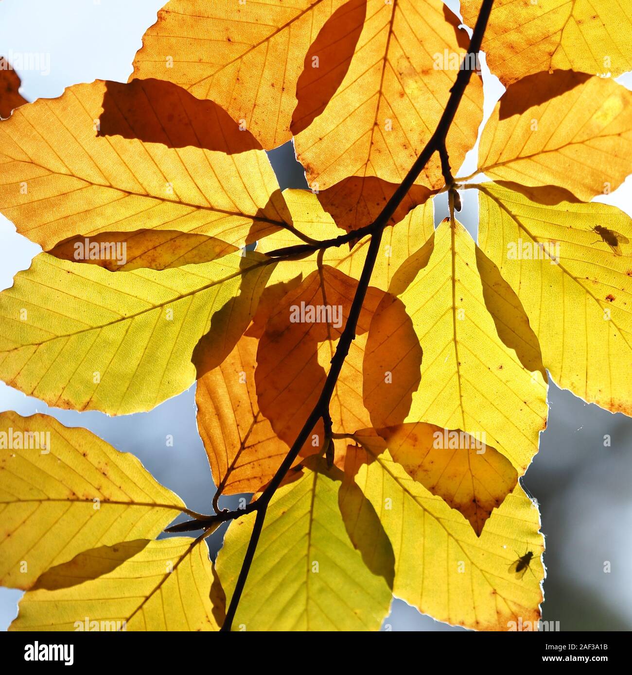 Retroilluminato con foglie di faggio (Fagus sylvatica) con ricchi colori autunnali. Tipperary, Irlanda Foto Stock
