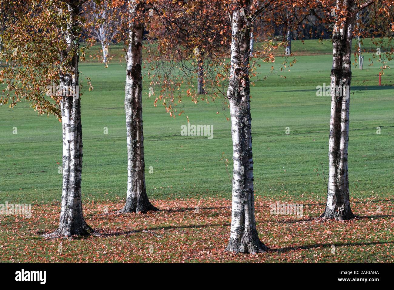 Il gruppo di quattro argento di betulle (Betula pendula) con caduta foglie sotto nel tardo autunno. Tipperary, Irlanda Foto Stock
