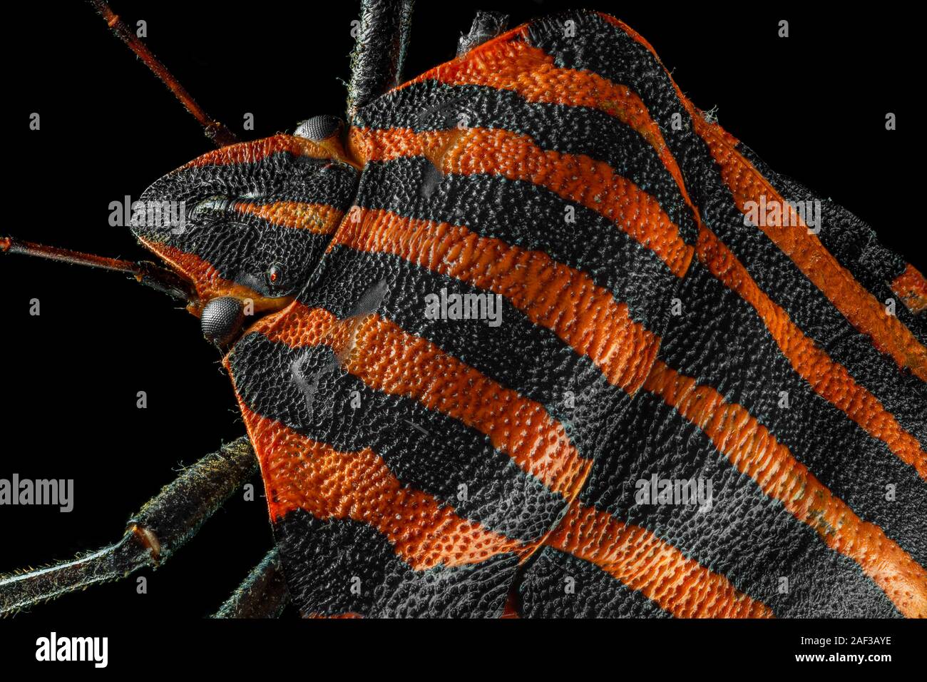 Bug insetto Graphosoma lineatum (specie: G. lineatum.) Macro ritratto su sfondo nero, stack da molte foto. Foto Stock