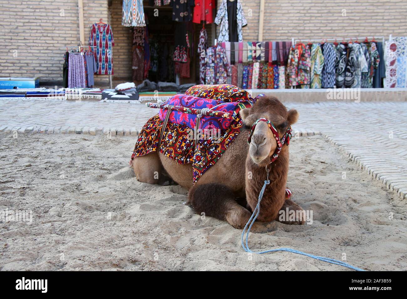 Camel utilizzato come attrazione turistica in città uzbeka di Khiva Foto Stock