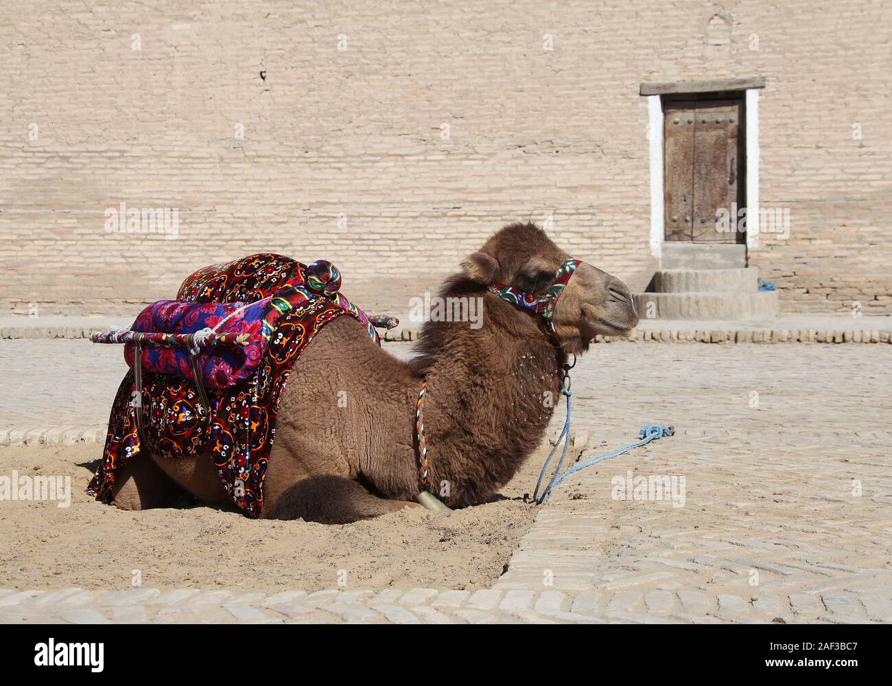 Camel utilizzato come attrazione turistica in città uzbeka di Khiva Foto Stock