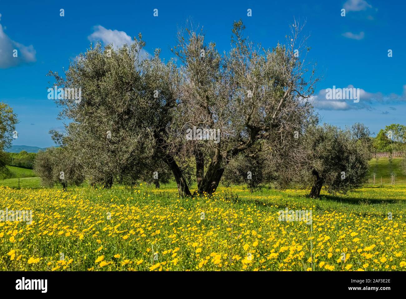 Grandi alberi di olivo in un frutteto su un prato verde con fiori di colore giallo Foto Stock