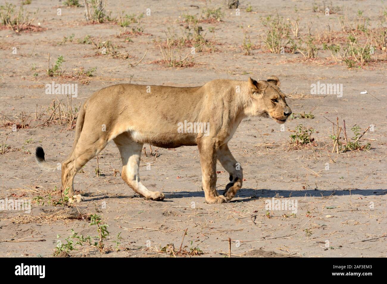 Leonessa a piedi attraverso Moremi parco nazionale di riserva Moremi Botswana Africa Foto Stock