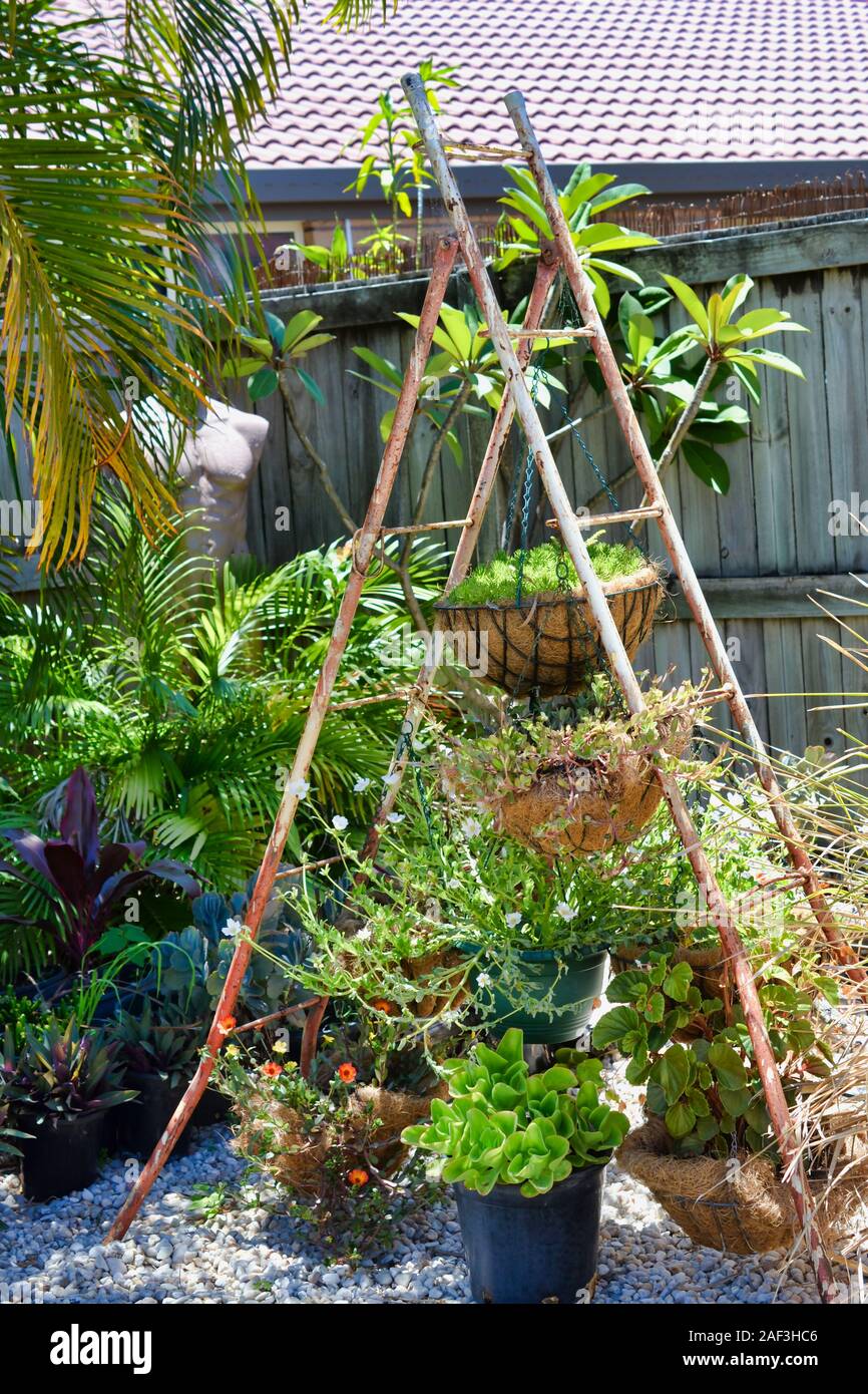 Vintage scala di metallo azienda vasi e cesti di varie piante grasse nel cortile. Foto Stock
