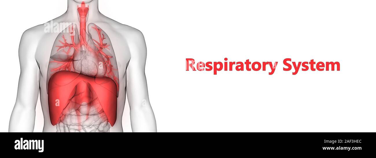 Umano Sistema respiratorio polmoni anatomia Foto Stock