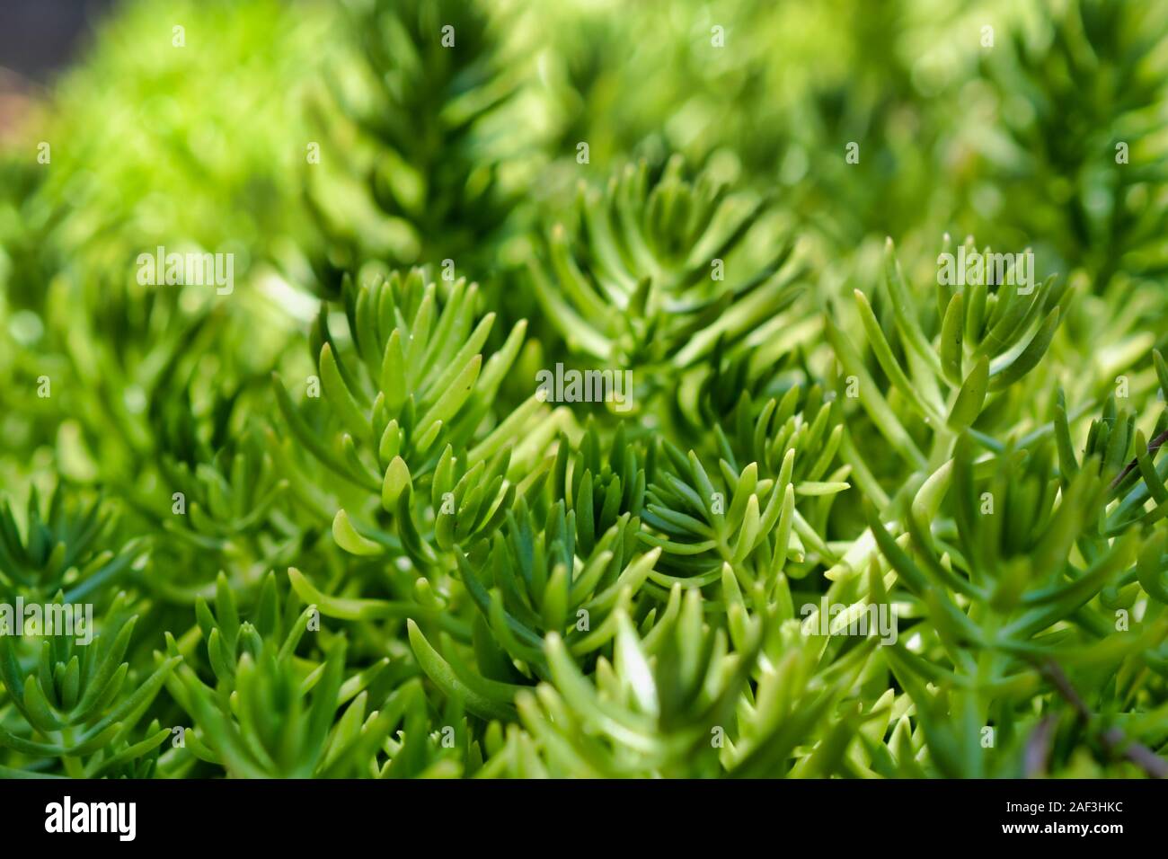 Primo piano di Sedum. Un genere di grandi dimensioni di piante in fiore nella famiglia Piante succulente | Dicotiledoni, i membri dei quali sono comunemente noti come stonecrops. Foto Stock
