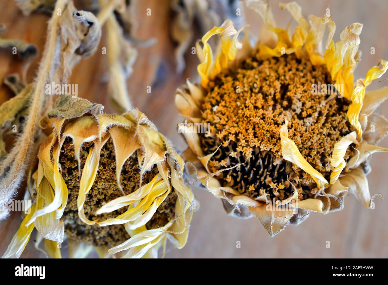 Girasoli secchi Foto Stock