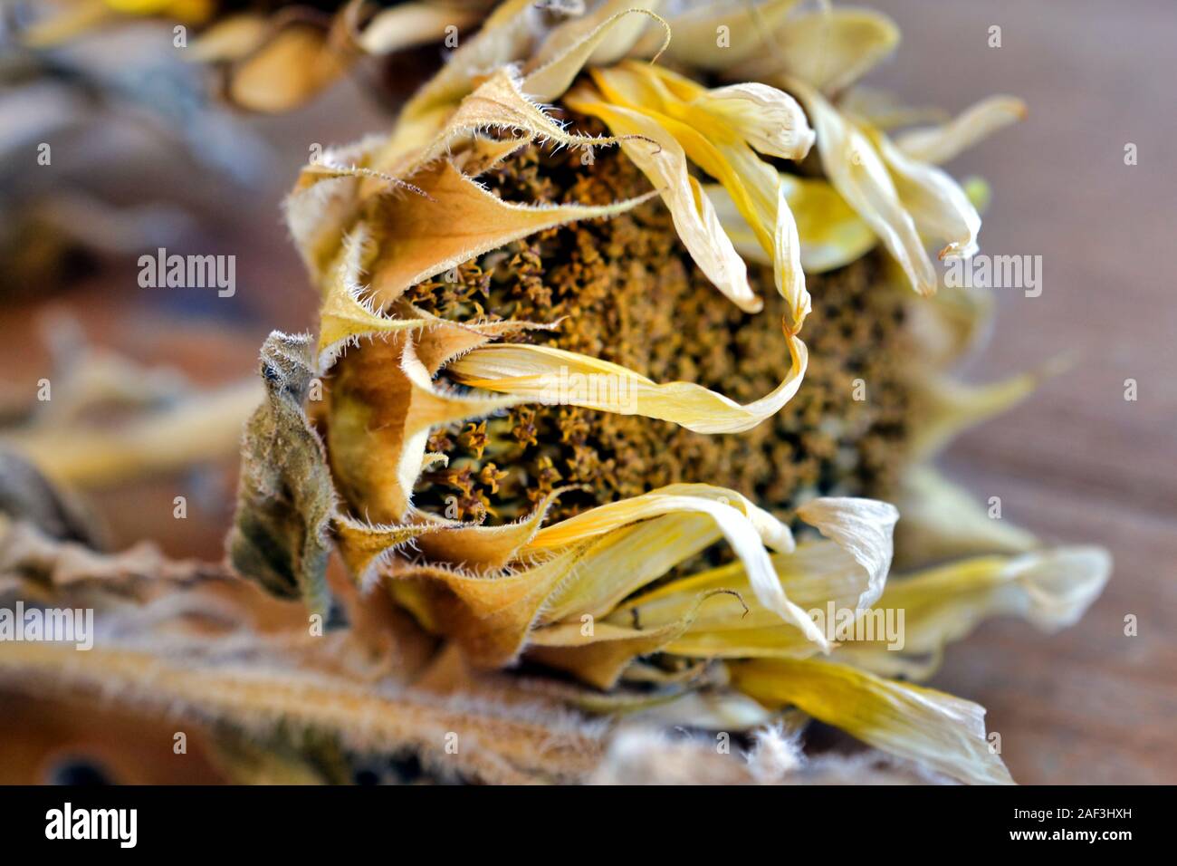 Girasoli secchi Foto Stock