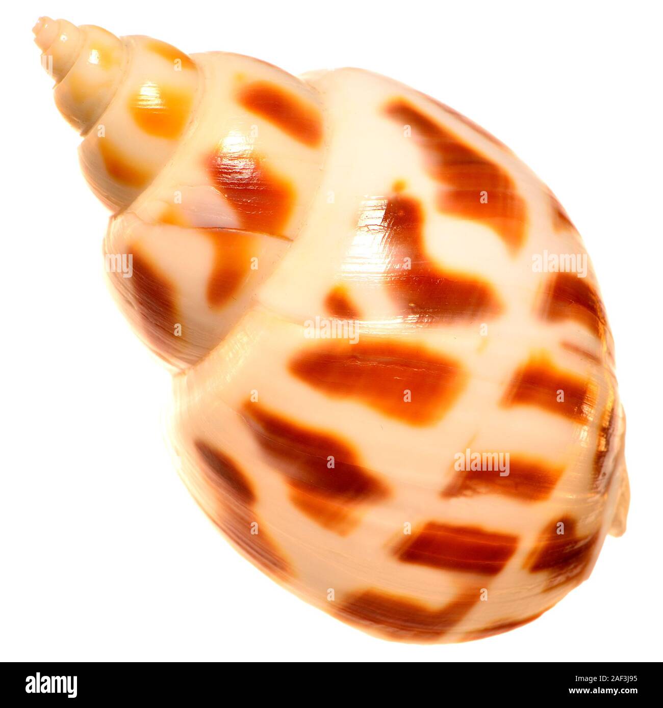 Areola Babilonia seashell (Babylonia areolata) c6cm Foto Stock