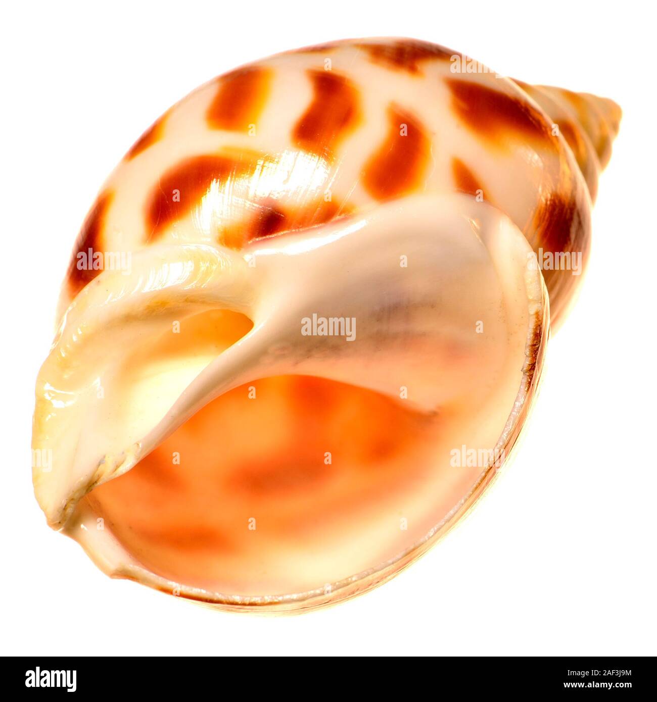 Areola Babilonia seashell (Babylonia areolata) c6cm Foto Stock