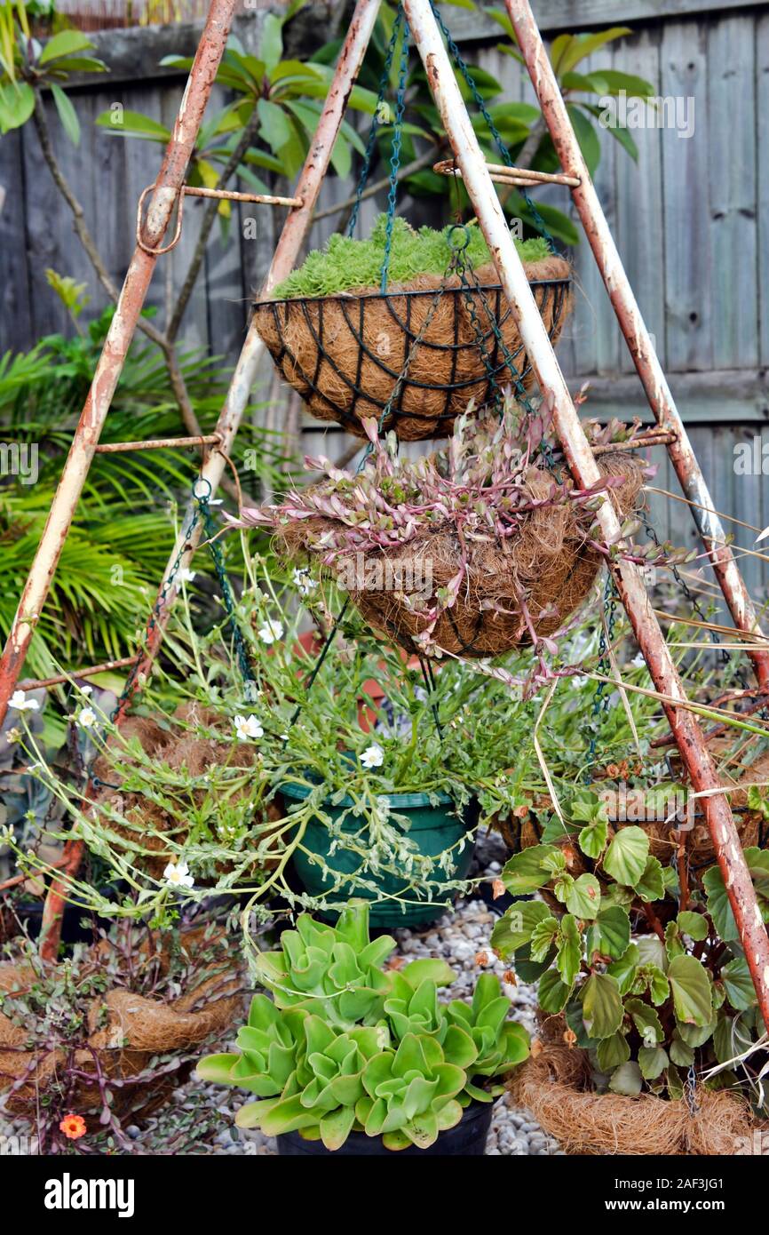 Vintage scala di metallo azienda vasi e cesti di varie piante grasse nel cortile. Foto Stock