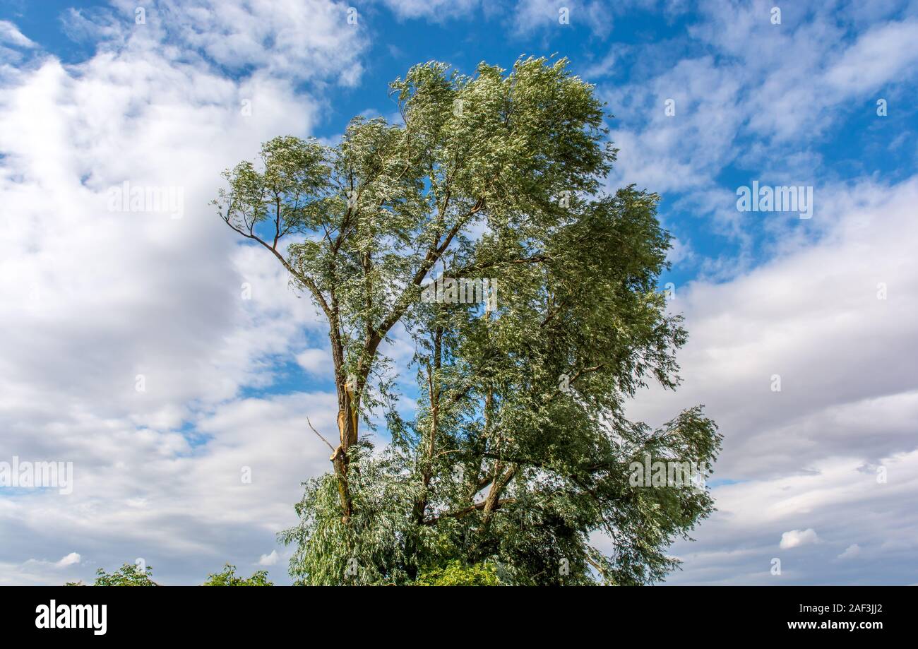 Un enorme albero con danni provocati dalla tempesta dopo gale raffiche Foto Stock