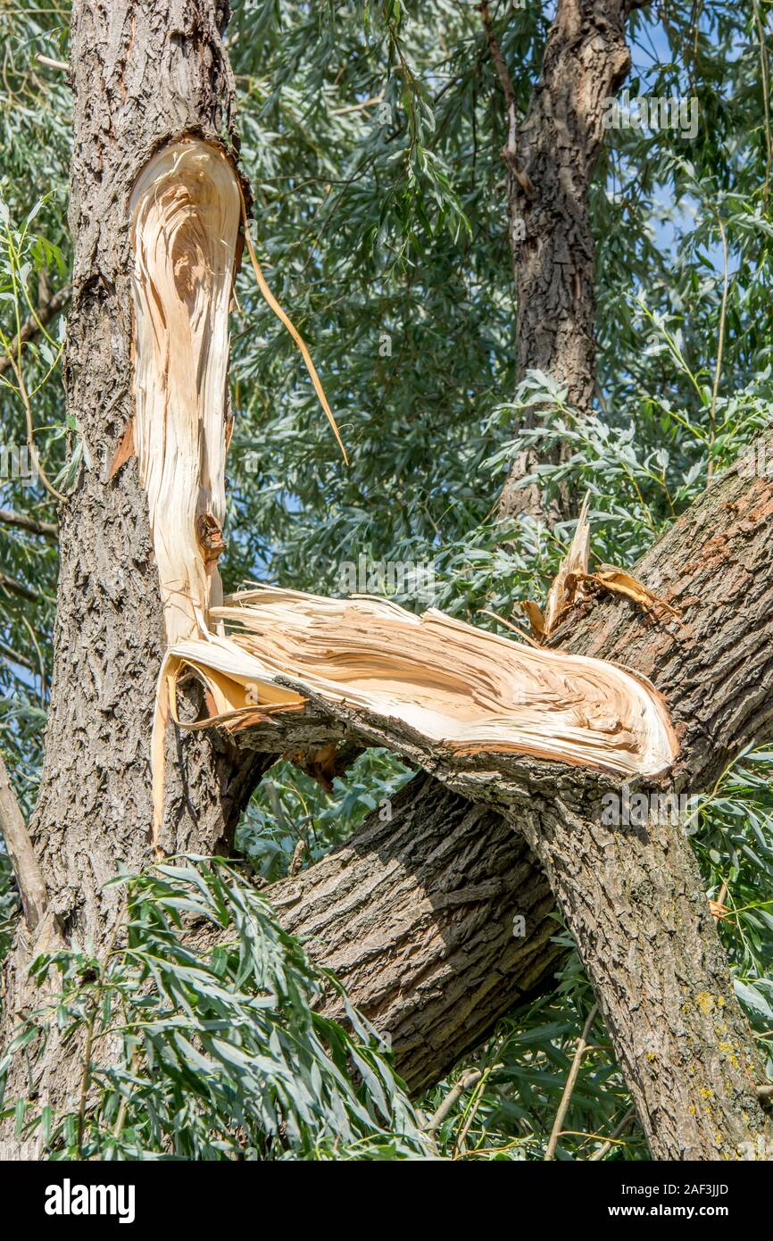 Scheggiati ramo di albero come una tempesta di danneggiare il giorno dopo un violento uragano Foto Stock